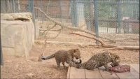 Първите пакости и игри на близнаците леопардчета Джай и Шанти са в разгара си