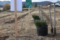 "Sofia's New Forest": Over 7,000 Saplings Are Being Planted near Bankya