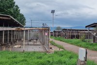 Позиция на Столичната община за временното спиране на работата на общинския приют за кучета в Горни Богров
