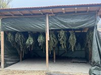 При полицейска акция бяха намерени 103 килограма марихуана във велинградското село Грашево